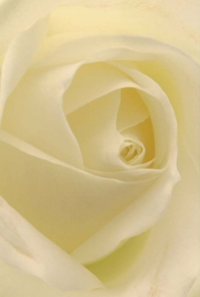 Viewed up close, this white rose is a portrait of tranquility and refinement in the heart of Chiswick. Smooth petals, blending creamy whites and soft ivory, overlap in gentle, assured spirals-each edge catching the ambient light as if reflecting a peaceful afternoon in Bedford Park. The texture appears luxuriously matte, with a soft luminescence that suggests both resilience and vulnerability. Subtle shadows play between each delicate fold, emphasizing the intricate craftsmanship of the local floral artisan. The bloom's near-sheer outer petals cradle the heart with a sense of reverence, their symmetry speaking to both the wisdom of nature and the human hands behind every Chiswick bouquet. Scented with a hint of pure, understated fragrance, the rose brings to mind moments of remembrance, tokens of love, or elegant wedding centerpieces. Every detail in this composition is a testament to Chiswick Florists' commitment to meaningful artistry-ready to grace moments big and small, and delivered with warmth across the community.